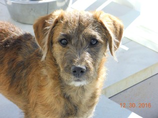 Mutt Dogs for adoption in Englewood, CO, USA