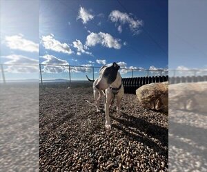 Bull Terrier Dogs for adoption in Fruit Heights, UT, USA