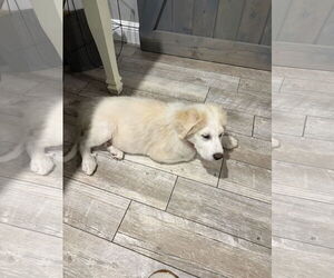 Great Pyrenees-Unknown Mix Dogs for adoption in Royal Palm Beach, FL, USA