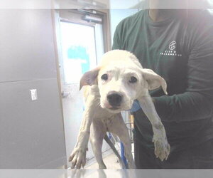 Rat Terrier-Unknown Mix Dogs for adoption in Tallahassee, FL, USA