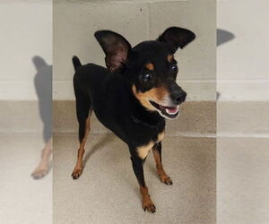 Miniature Pinscher Dogs for adoption in Decatur, IL, USA