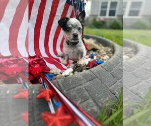 Mutt Dogs for adoption in New London, WI, USA