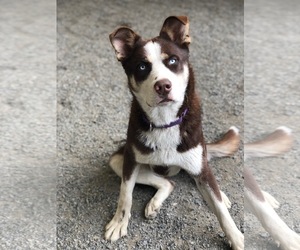 Alaskan Husky-Unknown Mix Dogs for adoption in Petaluma, CA, USA