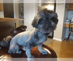 Shih Tzu Dogs for adoption in Fenton, MO, USA