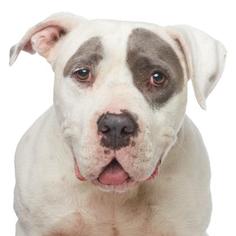 American Bulldog Dogs for adoption in Los Angeles, CA, USA