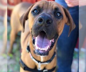 Boxer Dogs for adoption in Negaunee, MI, USA