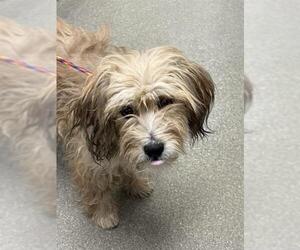 Mutt Dogs for adoption in Las Vegas, NV, USA