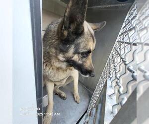 German Shepherd Dog-Unknown Mix Dogs for adoption in San Antonio, TX, USA