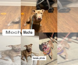 American Pit Bull Terrier-Unknown Mix Dogs for adoption in Jacksonville, NC, USA