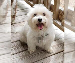 Maltese Dogs for adoption in Greensboro, NC, USA