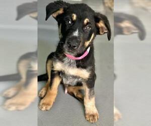 German Shepherd Dog-Unknown Mix Dogs for adoption in Visalia, CA, USA