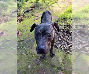 American Pit Bull Terrier Dogs for adoption in Stockton, CA, USA