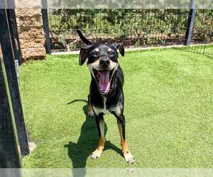 Chihuahua Dogs for adoption in Orange, CA, USA