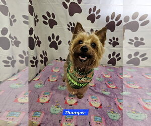 Mutt Dogs for adoption in Metairie, LA, USA