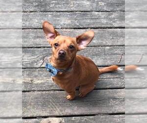 Chiweenie Dogs for adoption in Germantown, OH, USA