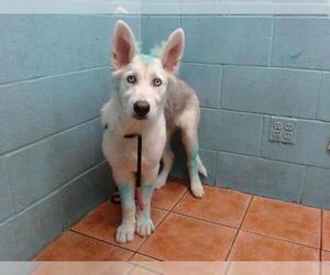 Siberian Husky Dogs for adoption in Downey, CA, USA