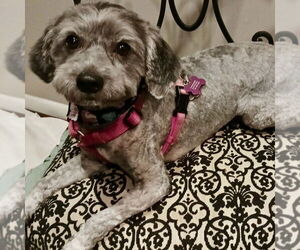 Poovanese Dogs for adoption in Spring Lake, NC, USA