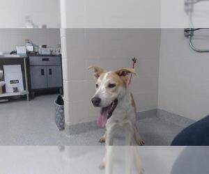 Labrador Retriever-Unknown Mix Dogs for adoption in Pasadena, TX, USA