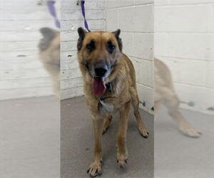 German Shepherd Dog-Unknown Mix Dogs for adoption in San Bernardino, CA, USA