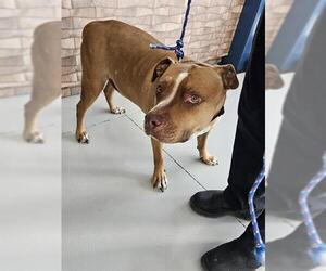 American Pit Bull Terrier-Unknown Mix Dogs for adoption in Temple, TX, USA