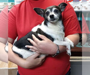 Chihuahua-Unknown Mix Dogs for adoption in Minneapolis, MN, USA