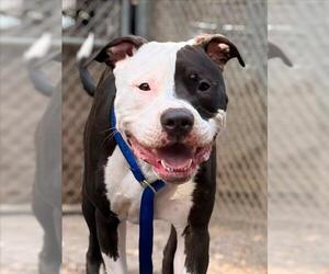 Mutt Dogs for adoption in Woodland, CA, USA