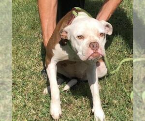 Boxer Dogs for adoption in Denison, TX, USA