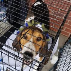 Treeing Walker Coonhound Dogs for adoption in Hamilton, GA, USA