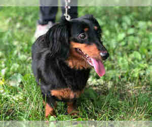 Dachshund Dogs for adoption in Urbana, IL, USA