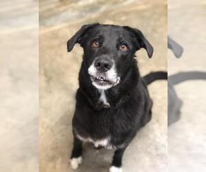 Labrador Retriever Dogs for adoption in Jasper, IN, USA