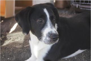 Borador Dogs for adoption in CHICAGO, IL, USA