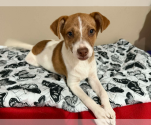 Chihuahua-Unknown Mix Dogs for adoption in Cranston, RI, USA