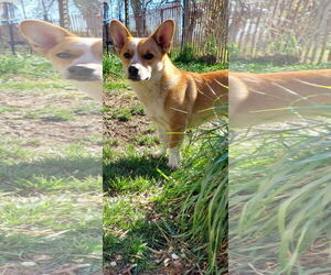 Pembroke Welsh Corgi-Unknown Mix Dogs for adoption in Denver , CO, USA