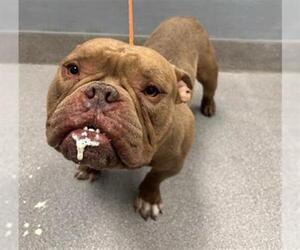 American Pit Bull Terrier-Unknown Mix Dogs for adoption in Las Vegas, NV, USA