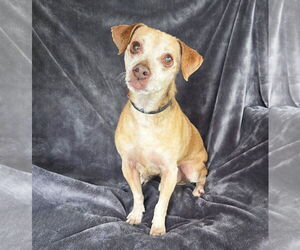 Chiweenie Dogs for adoption in Albuquerque, NM, USA