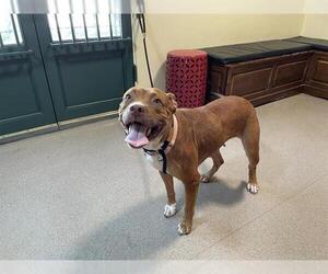 American Pit Bull Terrier Dogs for adoption in Pasadena, CA, USA