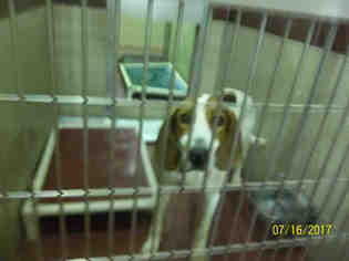 English Foxhound Dogs for adoption in Murfreesboro, TN, USA