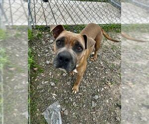 American Pit Bull Terrier-Unknown Mix Dogs for adoption in Conroe, TX, USA