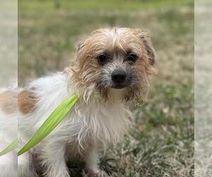 Border Terrier-Unknown Mix Dogs for adoption in Yardley, PA, USA