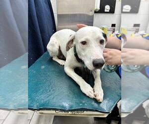 Dalmatian-Unknown Mix Dogs for adoption in Mobile, AL, USA