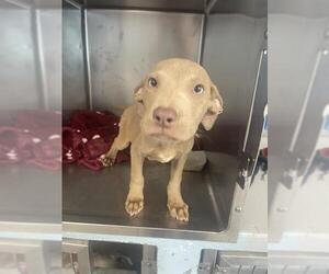 American Pit Bull Terrier Dogs for adoption in Tallahassee, FL, USA