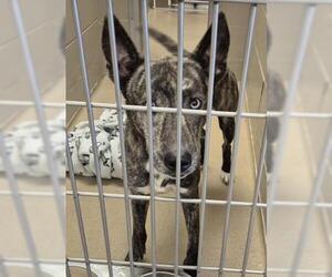 Holland Shepherd-Unknown Mix Dogs for adoption in Decatur, IL, USA
