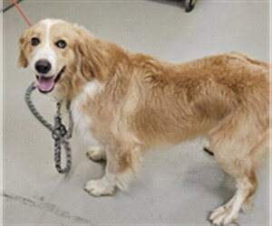 Mutt Dogs for adoption in Sanford, FL, USA
