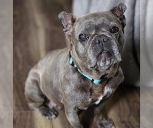 French Bulldog Dogs for adoption in San Diego, CA, USA