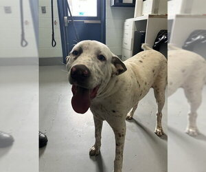 Labrador Retriever-Unknown Mix Dogs for adoption in Corpus Christi, TX, USA