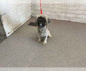 Shih Tzu Dogs for adoption in San Bernardino, CA, USA
