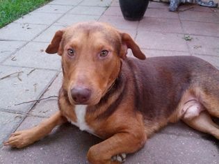 German Shepherd Dog-Redbone Coonhound Mix Dogs for adoption in Hudson, CO, USA