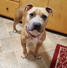 Staffordshire Bull Terrier-Unknown Mix Dogs for adoption in Chaska, MN, USA