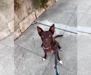 Australian Kelpie-Unknown Mix Dogs for adoption in Santa Maria, CA, USA