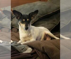 Jack Russell Terrier Dogs for adoption in Brooklyn Center, MN, USA